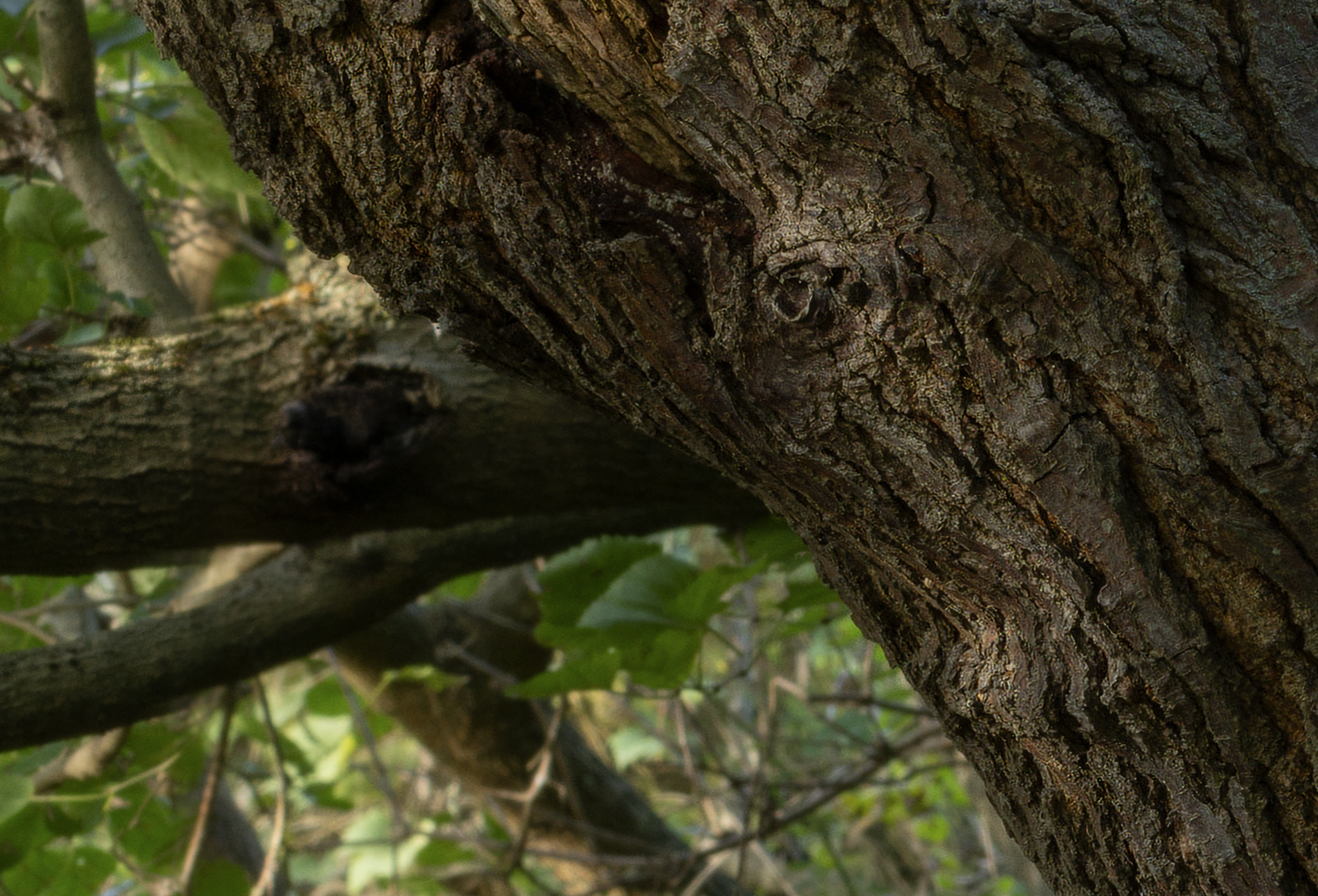 senza titolo (un albero)